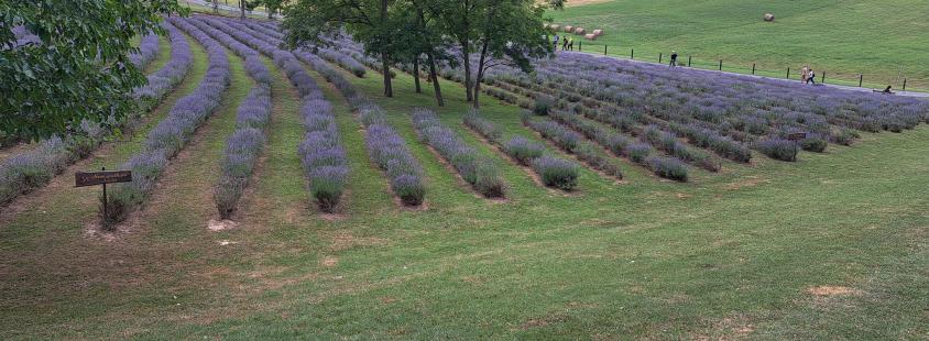 Eterična olja Pomurje