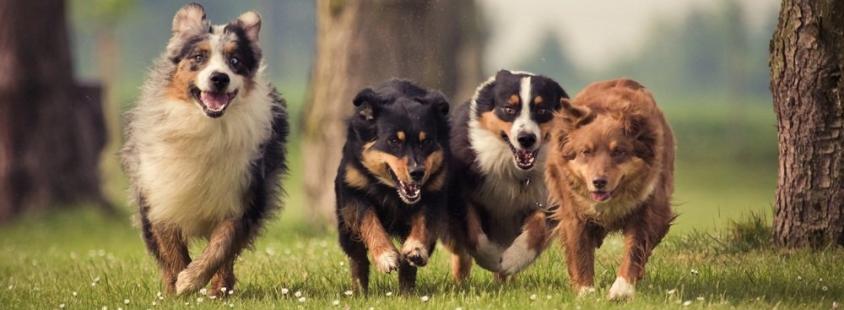 Frekvenčne terapije za ljudi in pse Slovenija