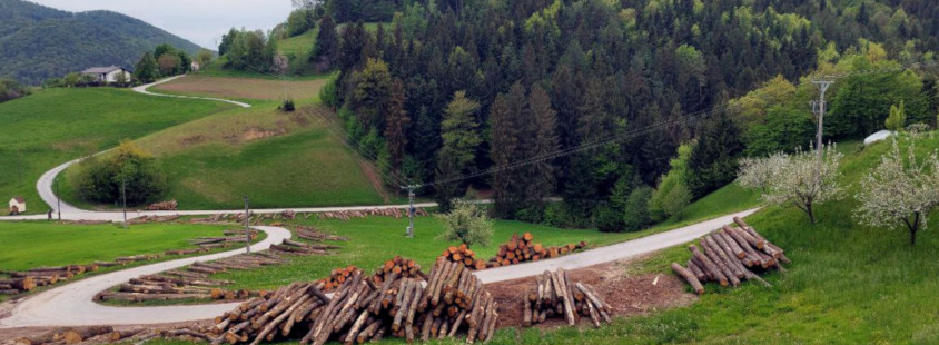 Prodaja hrasta Slovenija
