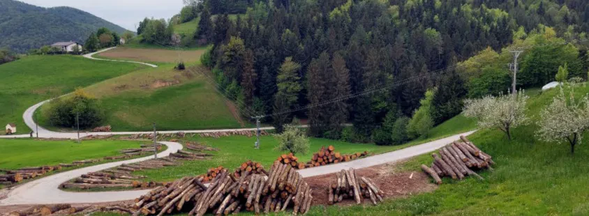 Prodaja hrasta Slovenija