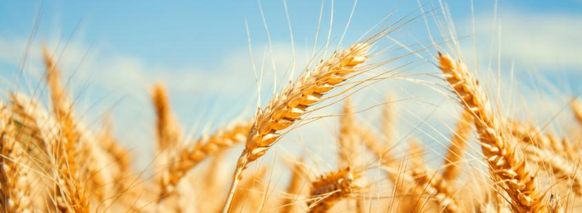 Kmetijska zadruga Naklo