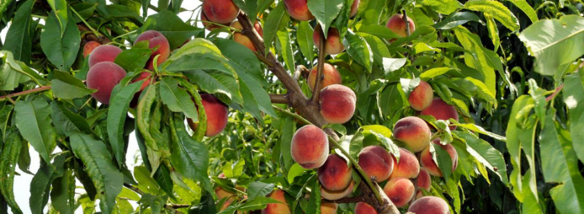 Domače vino in sveže sadje Vipavska dolina