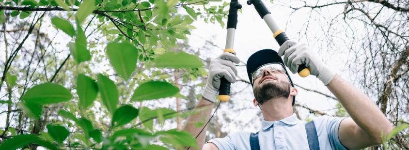 Arboristika in urejanje okolice Litija, Ljubljana