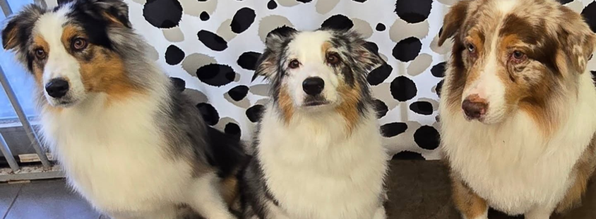 Pasji salon v Ljubljani