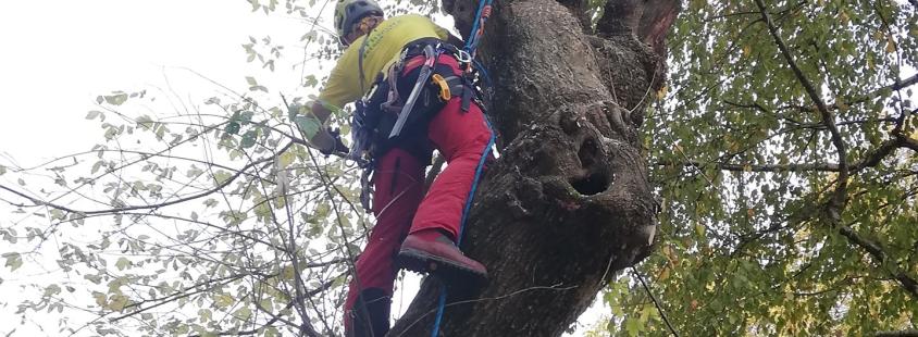 Podiranje dreves Lenart, Maribor, Štajerska
