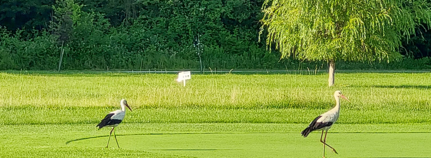 Golf klub Radenci, Pomurje