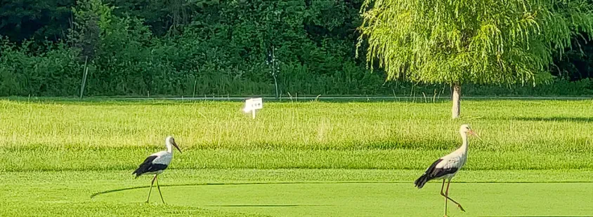 Golf klub Radenci, Pomurje