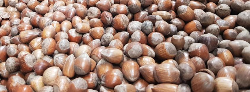 Prodaja lešnikov Slovenija