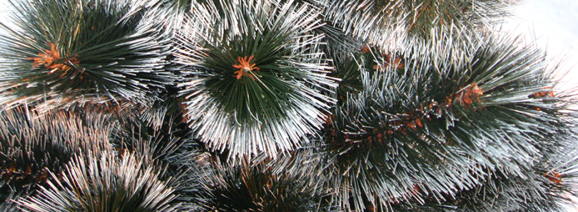 Ugodne božične jelke Slovenija