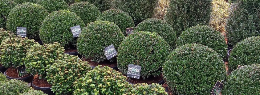 Prodaja žive meje Slovenija