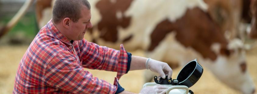 Kakovostna distribucija bikovega semena