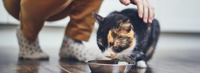 Premium hrana za mačke in pse Pomurje