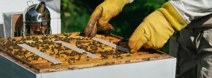 Čebelarsko društvo Štajerska