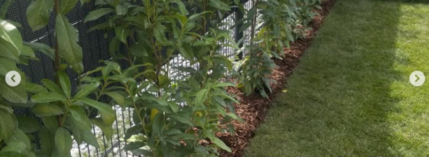 Obrezovanje žive meje Murska Sobota, Pomurje