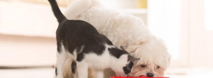 Premium hrana za mačke in pse Husse pomurska regija