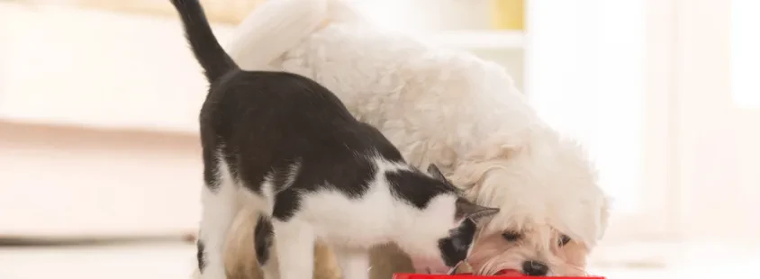 Premium hrana za mačke in pse Husse pomurska regija