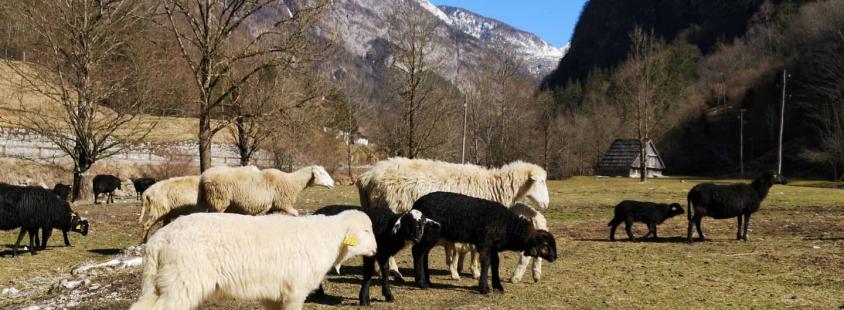 Dober ovčji sir Bovec, Goriška, Slovenija