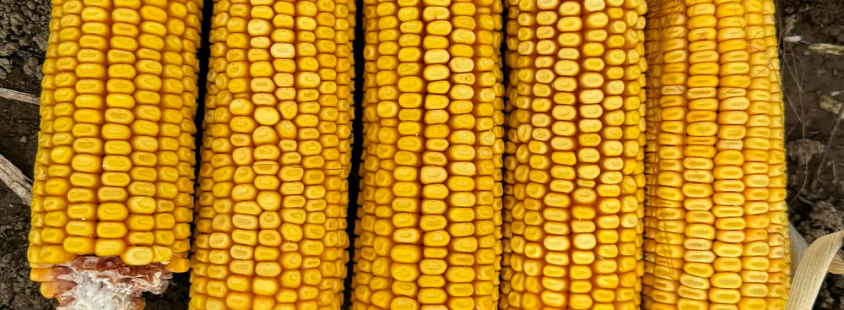 Kvalitetna prodaja semenske koruze Slovenija