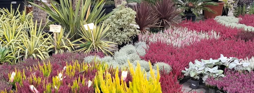 Prodaja trajnic in grmovnic Slovenija