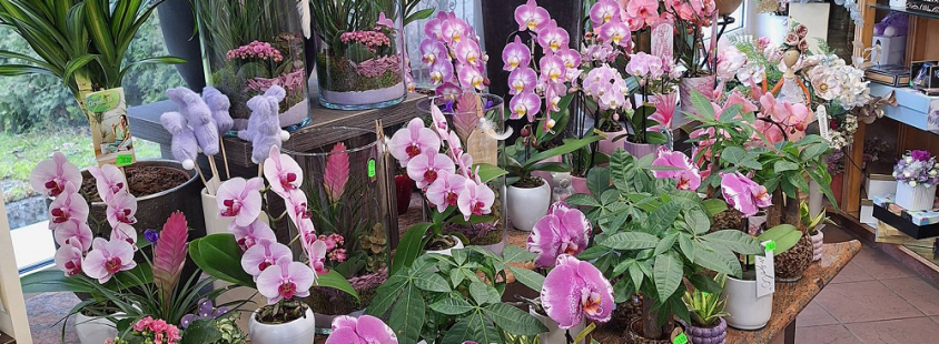 Cvetličarna Ptuj, Podravska