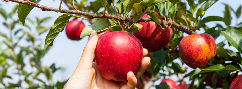 Sadno drevje Slovenija