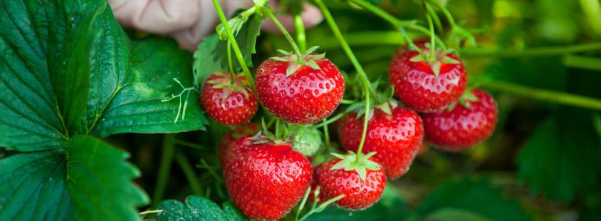 Dobro domače sadje Maribor, Štajerska