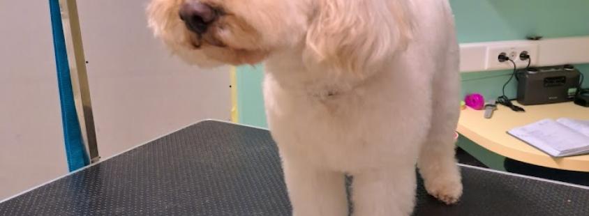 Nega živali Savinjska