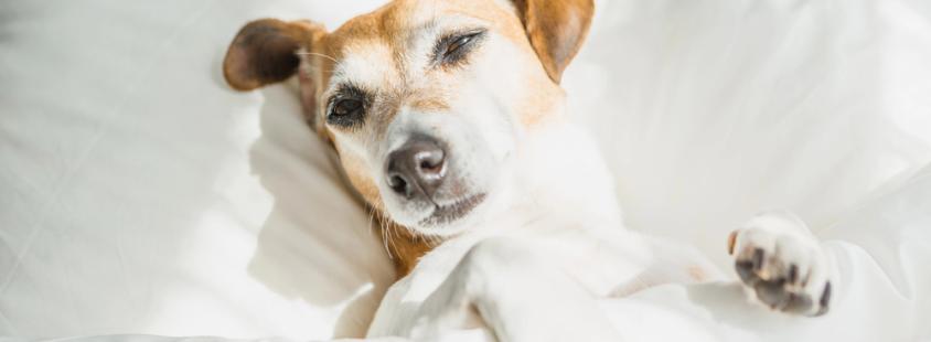 Najboljši pasji hotel Slovenija