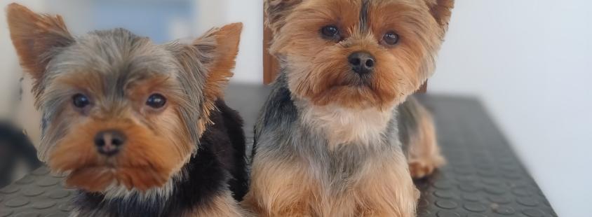 Nega psov Nova Gorica