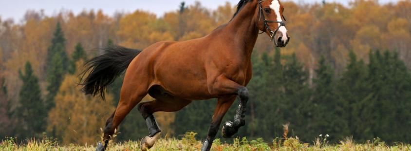 Striženje konjev Savinjska