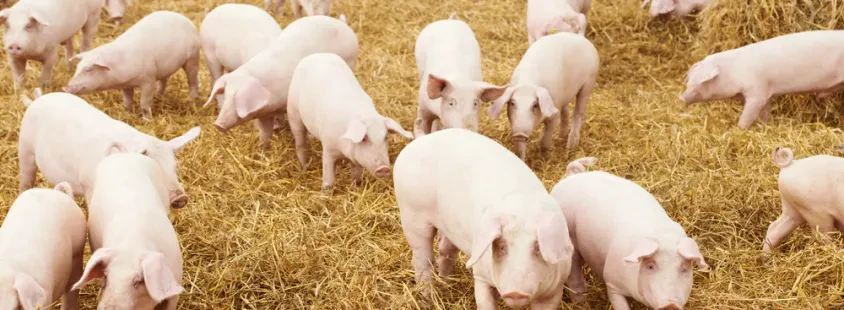 Prodaja prašičev za nadaljnjo rejo in zakol Bela krajna