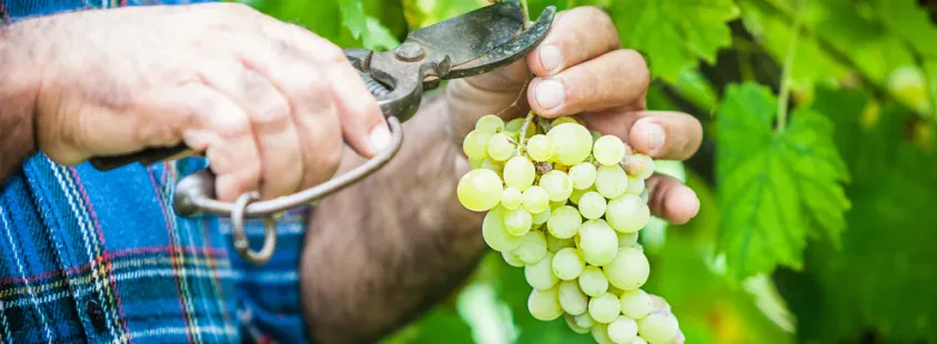 Kvalitetna slovenska vina Pomurje, Slovenija