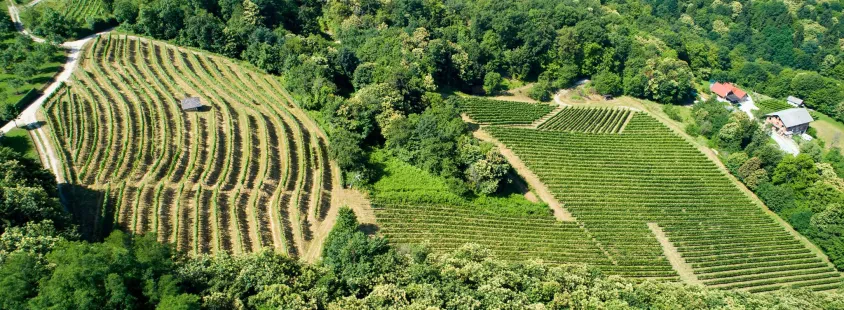 Degustacije vin Dolenjska