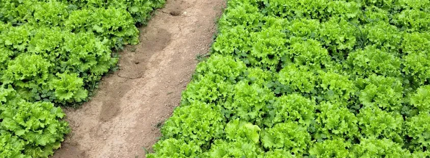 Ekološka, sezonska pridelava in prodaja zelenjave Cerkvenjak, Štajerska