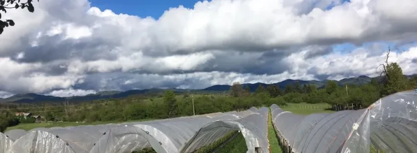 Prodaja jagod in malin Pivka, Postojna