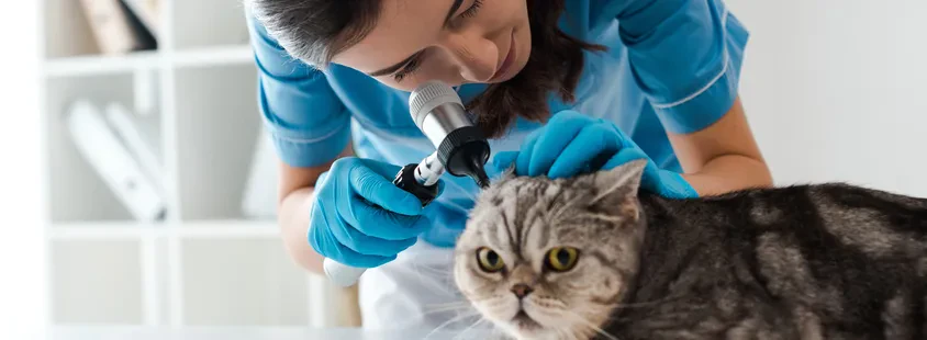 Veterinarska ambulanta Hrvatska