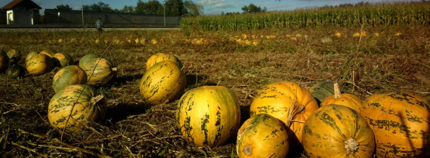 Bučno olje Šalovci, Pomurje