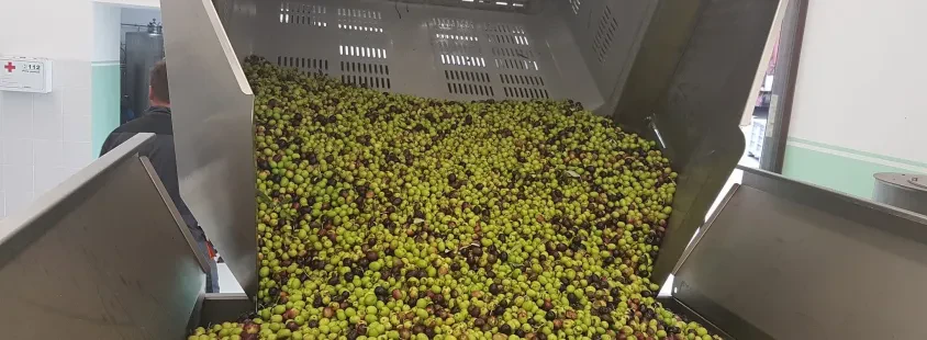 Prodaja ekstra deviškega oljčnega olja Primorska, Notranjska