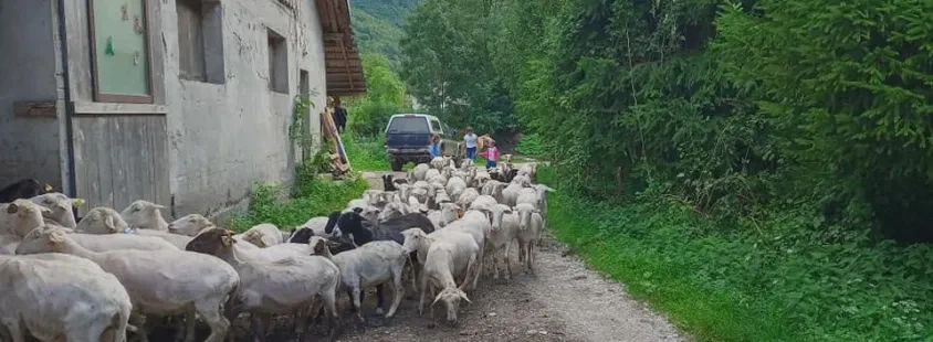 Domači mlečni izdelki Bovec, Ekološka kmetija Škander