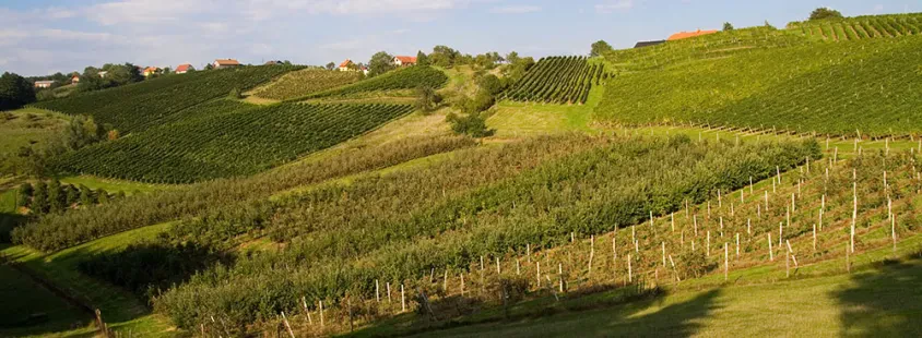 Domače vino in penine Maribor, Štajerska