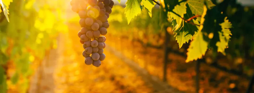 Dobava in dostava vina za gostinstvo Štajerska