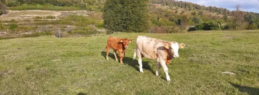 Reja in prodaja goveda, konj Kočevsko