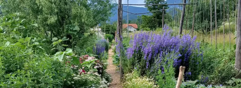 Eterična olja in mila Celje