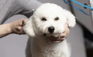Pasji frizer za zdrav kožuh in srečnega psa