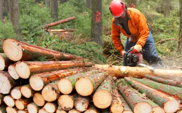 Sečnja dreves, strokovno in varno urejanje gozdov in vrtov