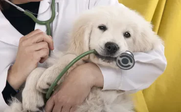 Odgovorno lastništvo: Kako strokovne veterinarske storitve za preventivno zdravje živali podaljšajo življenje vašemu ljubljenčku?