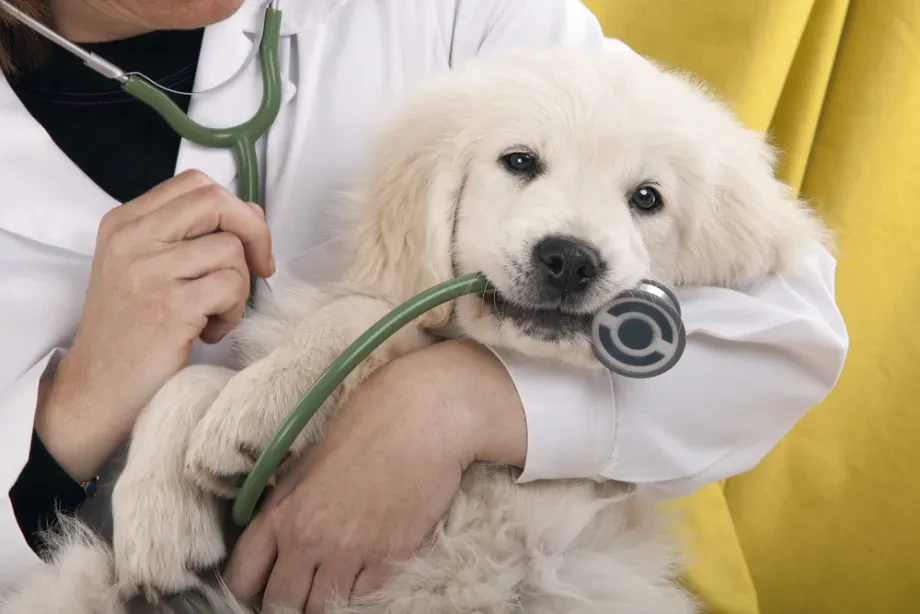 Odgovorno lastništvo: Kako strokovne veterinarske storitve za preventivno zdravje živali podaljšajo življenje vašemu ljubljenčku?
